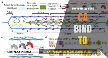 How Muscles Contract: The Science of Actin-Myosin Binding Explained