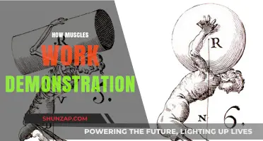 Unveiling Muscle Mechanics: A Practical Demonstration of How Muscles Work