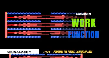 Understanding Muscle Mechanics: How Muscles Contract, Move, and Function
