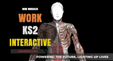 Interactive KS2 Guide: How Muscles Move Our Bodies