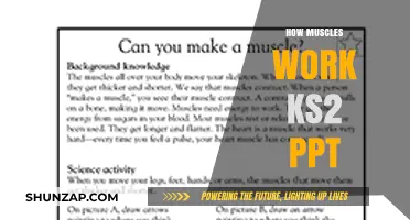 How Muscles Work: KS2 PowerPoint Guide for Young Learners