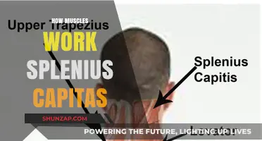Understanding Splenius Capitis: How This Neck Muscle Functions and Moves