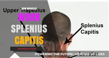 Understanding the Splenius Capitis: How This Muscle Functions and Moves
