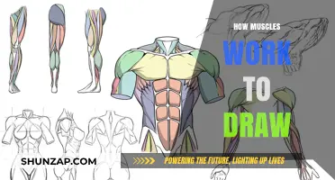 Understanding Muscles: The Artistic Anatomy Behind Drawing Human Movement