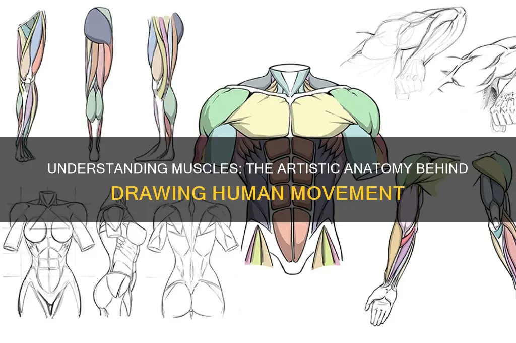 how muscles work to draw