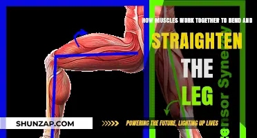 Muscle Synergy: Bending and Straightening the Leg Explained