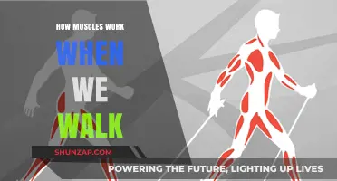 Understanding Muscle Mechanics: The Science Behind Walking Movement
