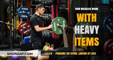 Understanding Muscle Mechanics: Lifting Heavy Items Safely and Efficiently