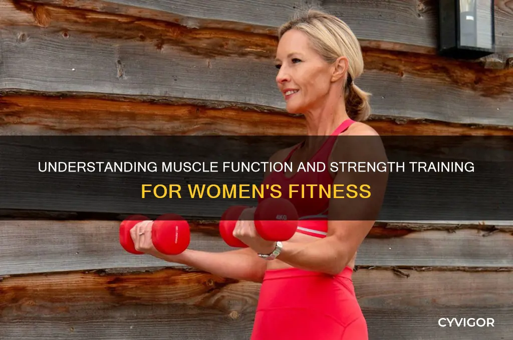 how muscles work women