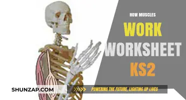 Exploring Muscles: Fun KS2 Worksheet on How Muscles Work