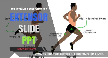 Understanding Muscle Mechanics: Flexor & Extensor Functions Explained in Slides