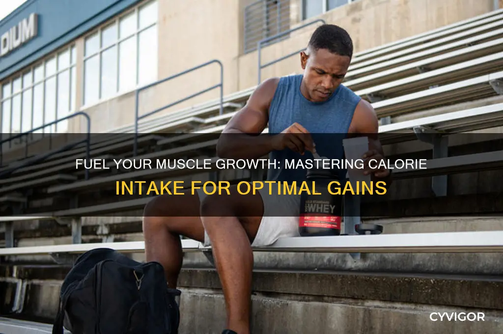 how my calories to gain muscle