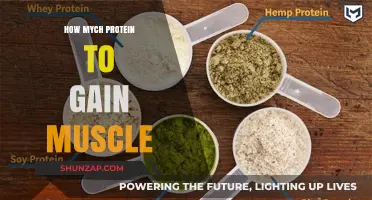 Optimal Protein Intake for Muscle Gain: A Comprehensive Guide