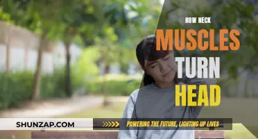 Neck Muscles: Turning Your Head, Explained