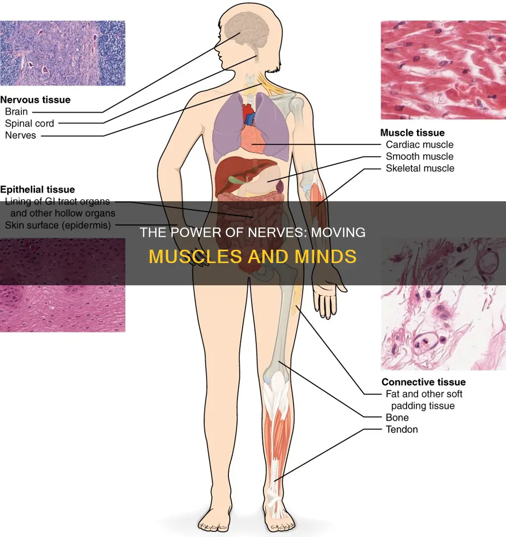 how nerves move muscles