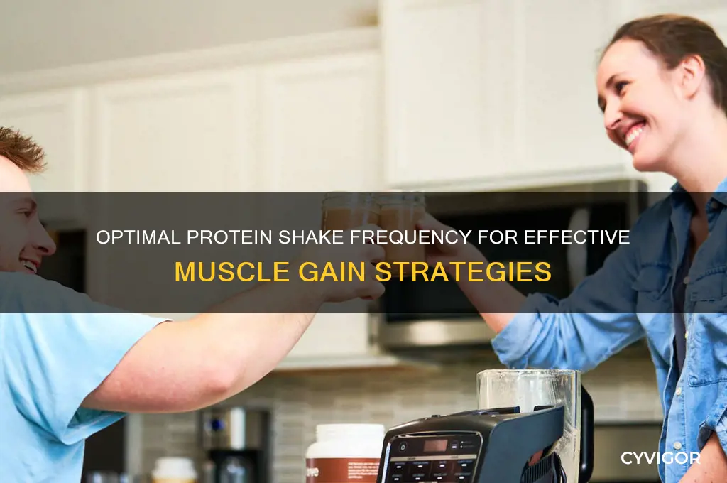 how often should i drink protein shakes to gain muscle