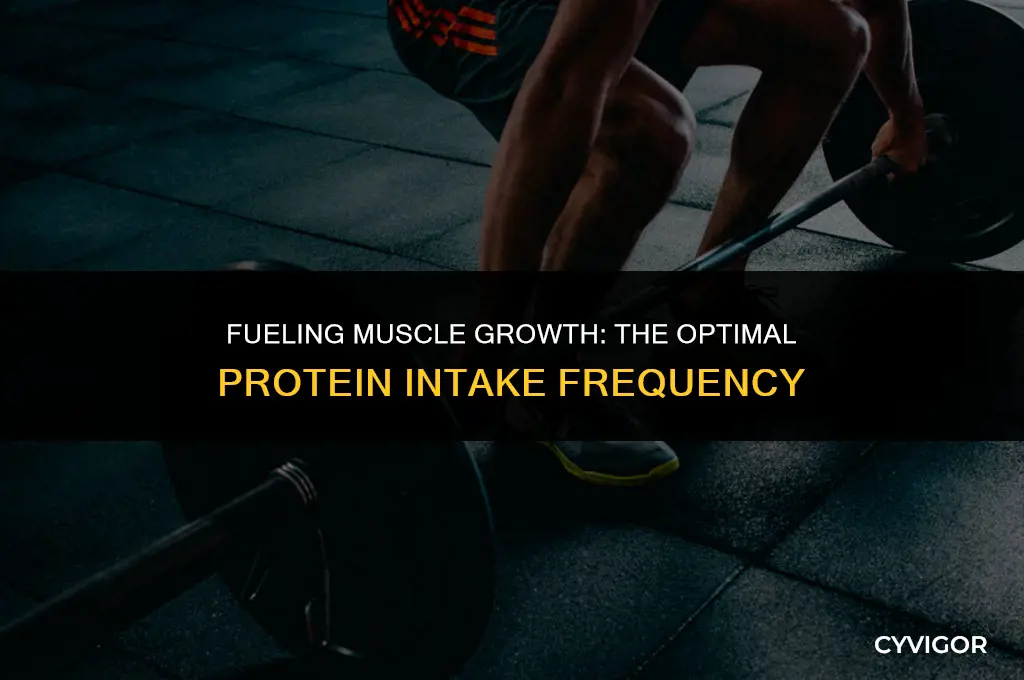 how often should i eat protein to build muscle