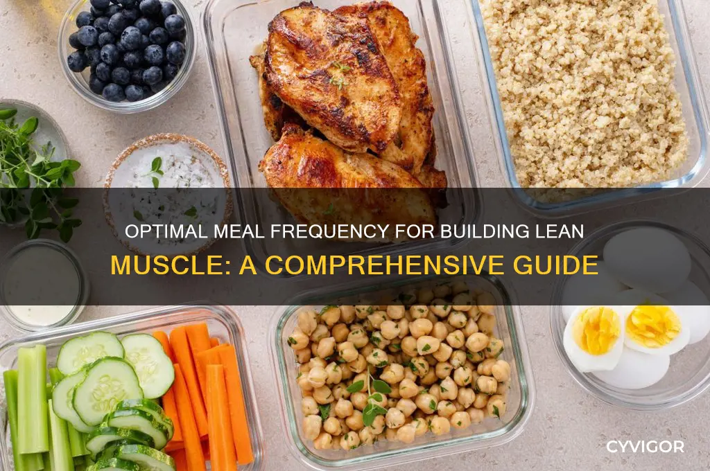 how often should i eat to gain lean muscle