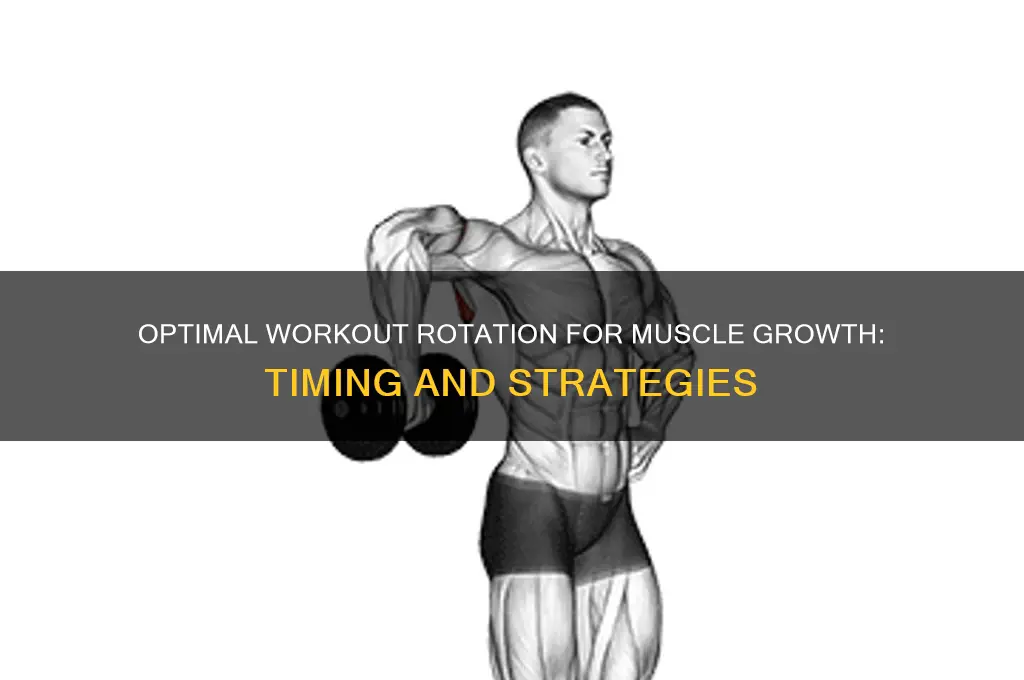 how often should i switch workouts to gain muscle