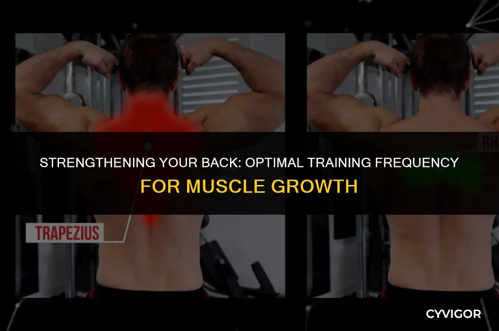 how often should i train my back muscles