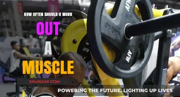 Optimal Muscle Workout Frequency: How Often Should You Train?