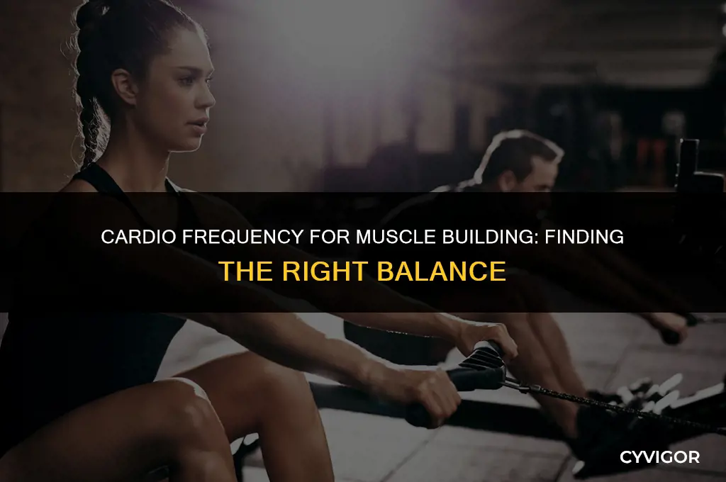 how often should you do cardio when building muscle