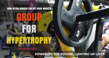 Optimal Muscle Growth: How Often to Train Each Group