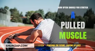 Healing a Pulled Muscle: Optimal Stretching Frequency for Recovery