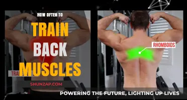 Strengthening Your Back: Optimal Training Frequency for Muscle Growth