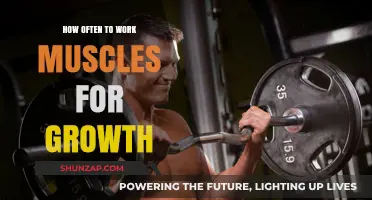 Optimal Muscle Growth: How Often Should You Train Each Group?