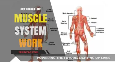 Understanding the Muscle System: How Organs Work Together for Movement
