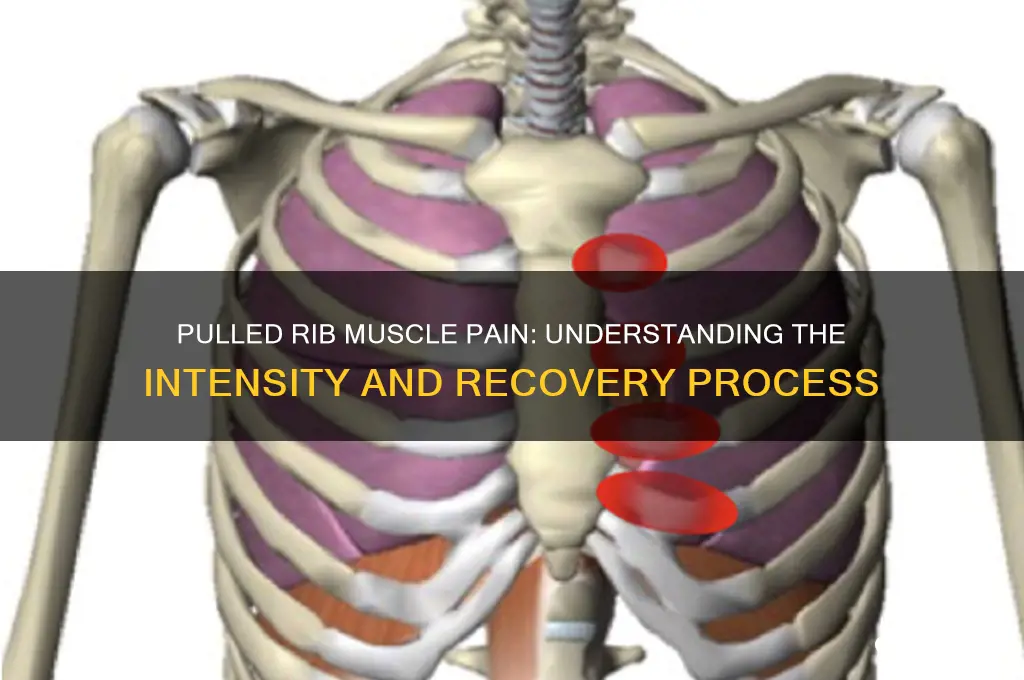 how painful is a pulled rib muscle