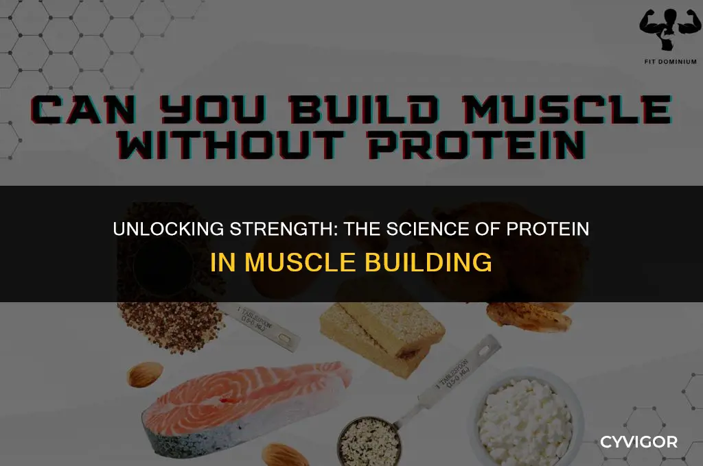 how protein builds muscle