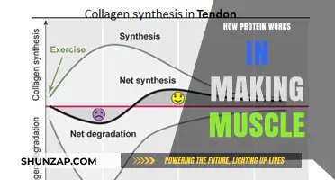 Protein's Role in Muscle Building: Understanding Growth and Recovery