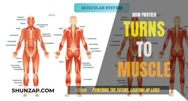 Protein to Muscle: Understanding the Building Blocks of Muscles