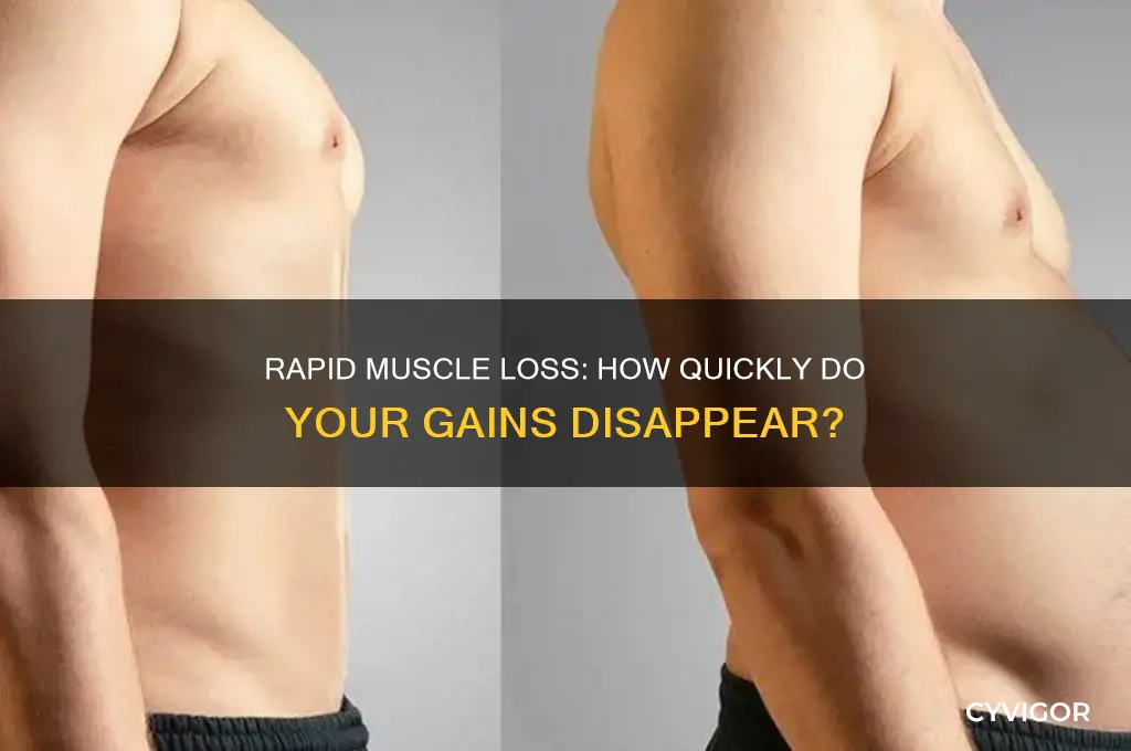how quicjly will you lose your muscle gains
