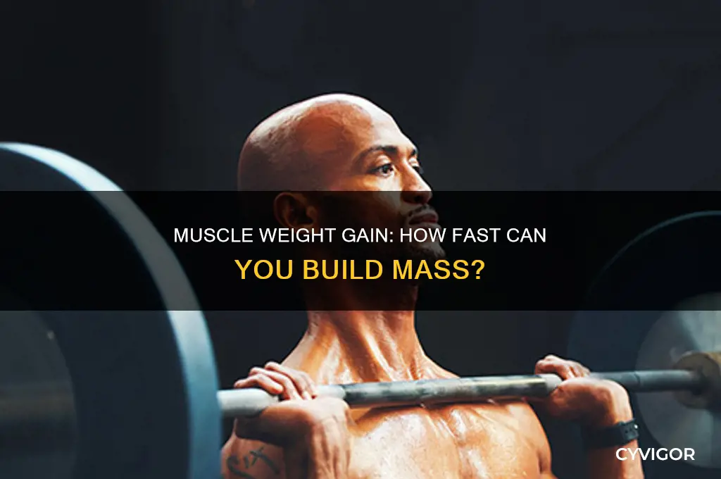 how quick can you gain weight from muscled
