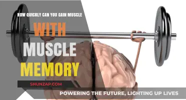Muscle Memory: Accelerating Muscle Gain with Past Training Benefits