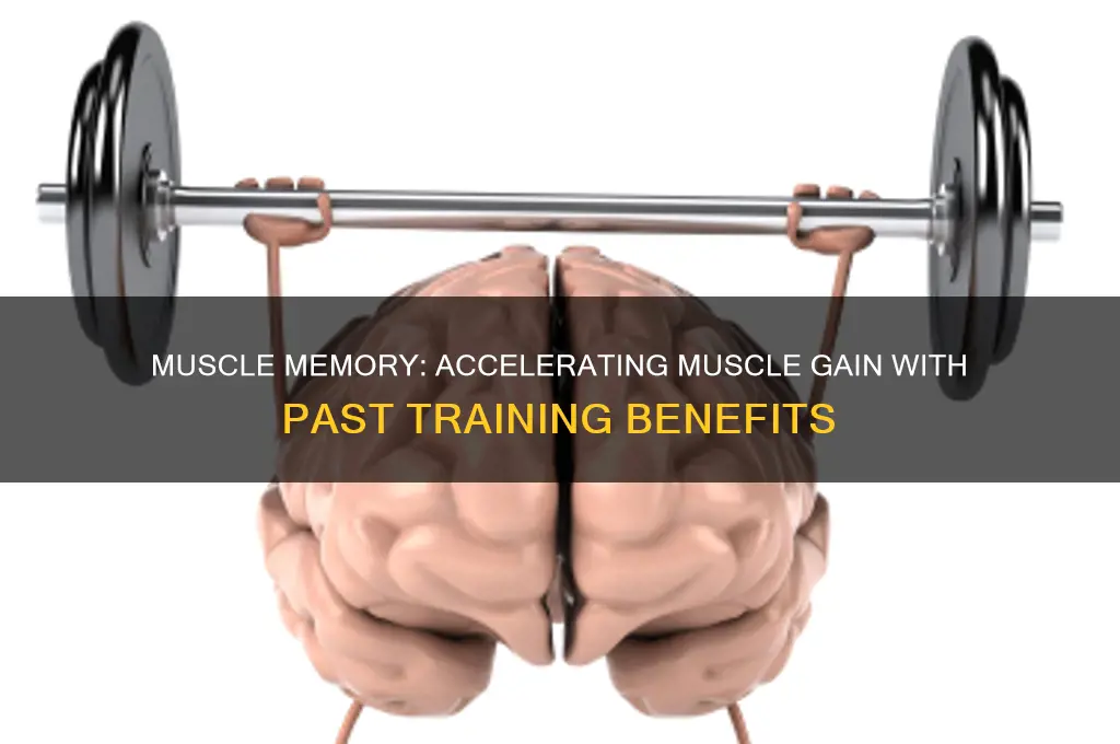 how quickly can you gain muscle with muscle memory