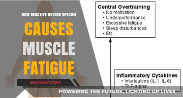 Muscle Fatigue: Reactive Oxygen Species' Negative Impact