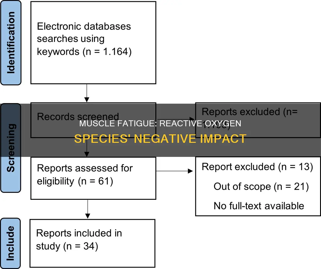 how reactive oxygen species causes muscle fatigue
