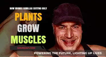 Plant-Powered Giants: How Rhinos and Gorillas Build Muscle on a Vegan Diet