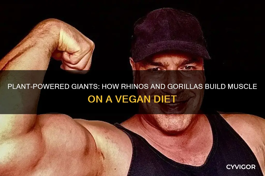 how rhinos gorillas eatitng only plants grow muscles