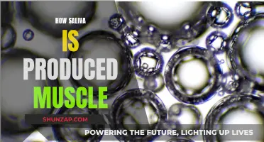 The Mechanics of Saliva Production in Muscles