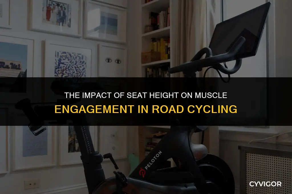 how seat height affects muscles road cycling