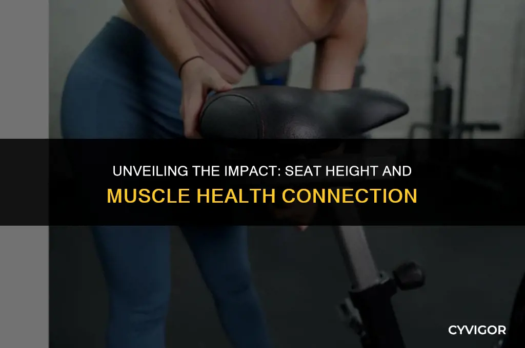 how seat height affects muscles