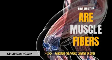 Muscle Fibers: Highly Sensitive, Responsive to Stimuli