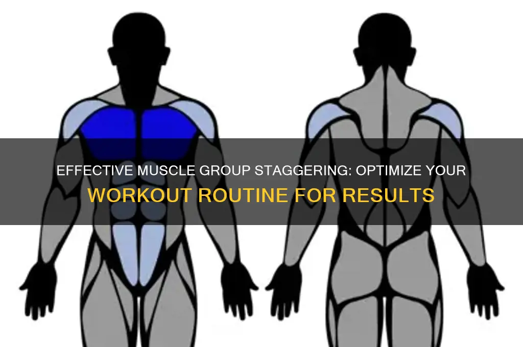 how should i stagger my muscle groups for working out