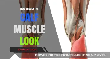 Understanding Calf Muscle Anatomy: A Visual Guide