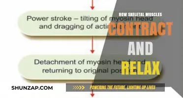Understanding Skeletal Muscle Contraction and Relaxation: A Comprehensive Guide